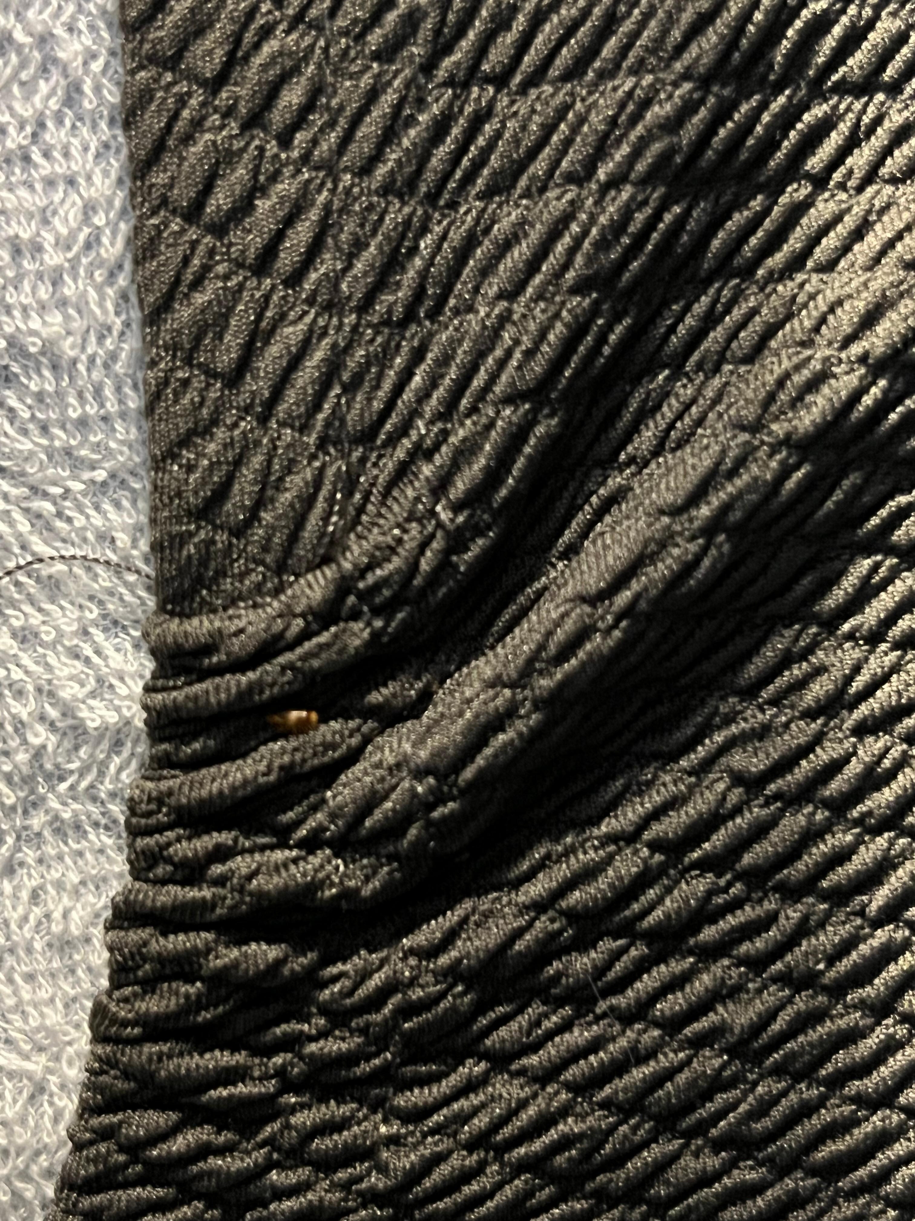 Live bedbug