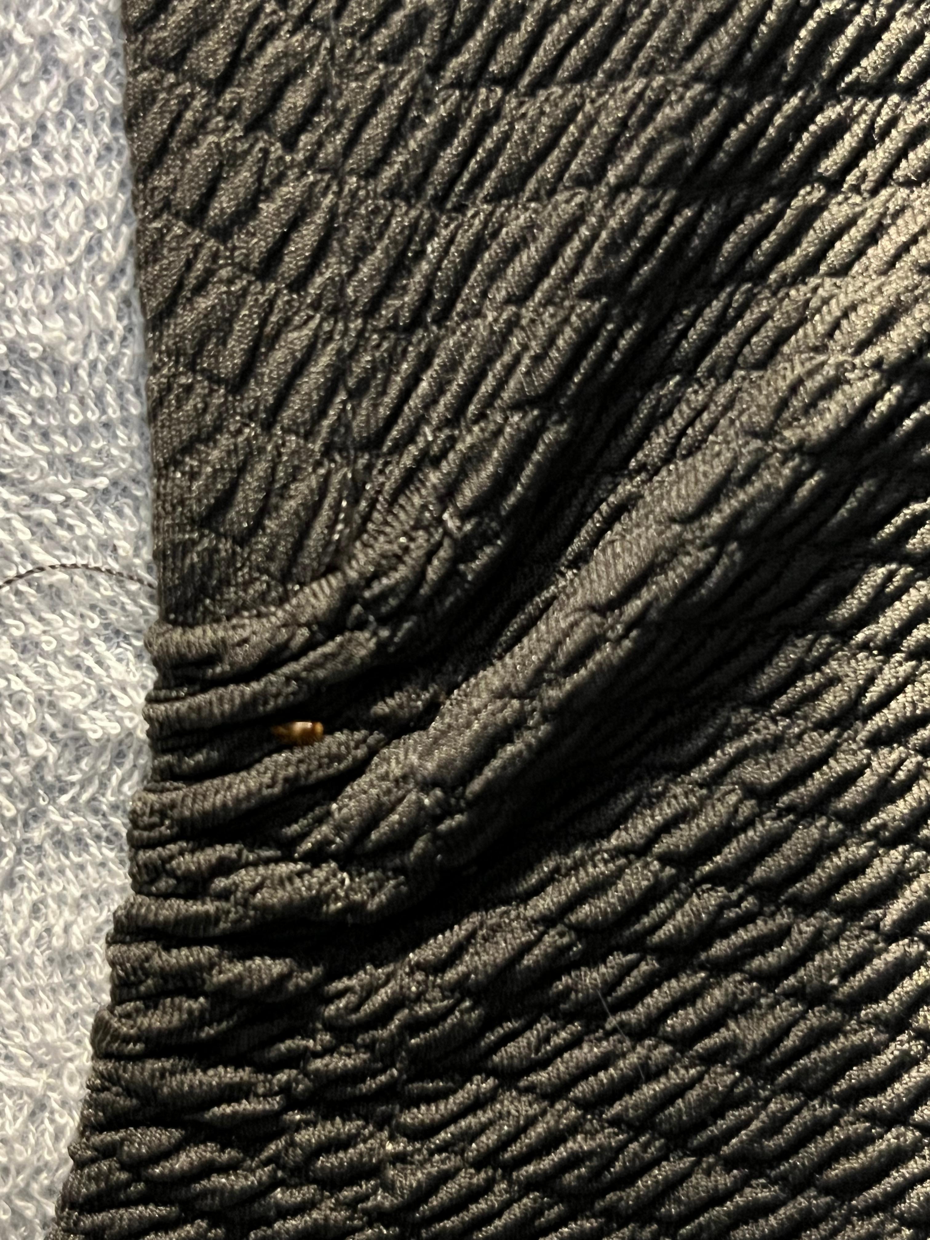 Live bedbug