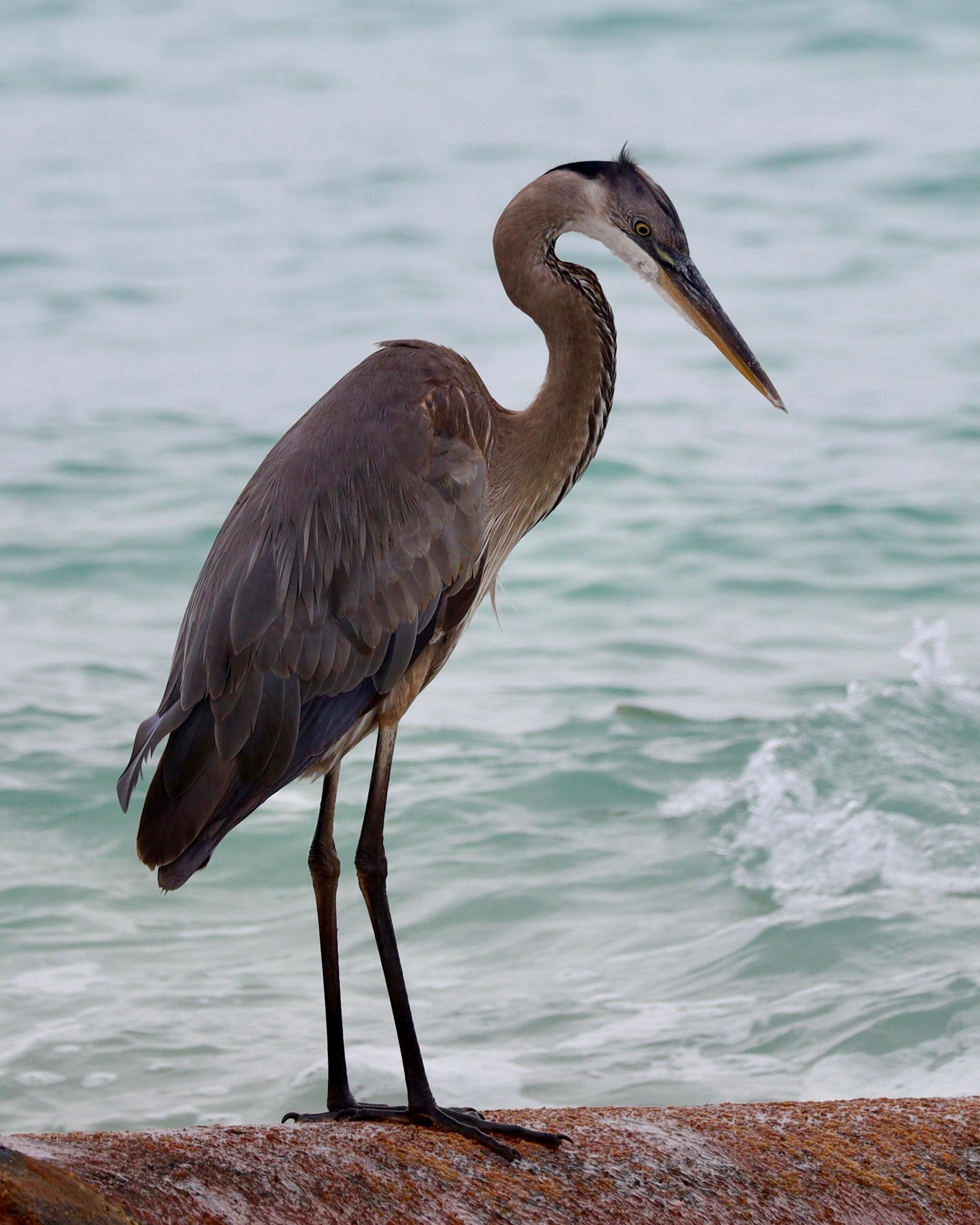 Blue heron visits daily—spotted him morning and evening. 
