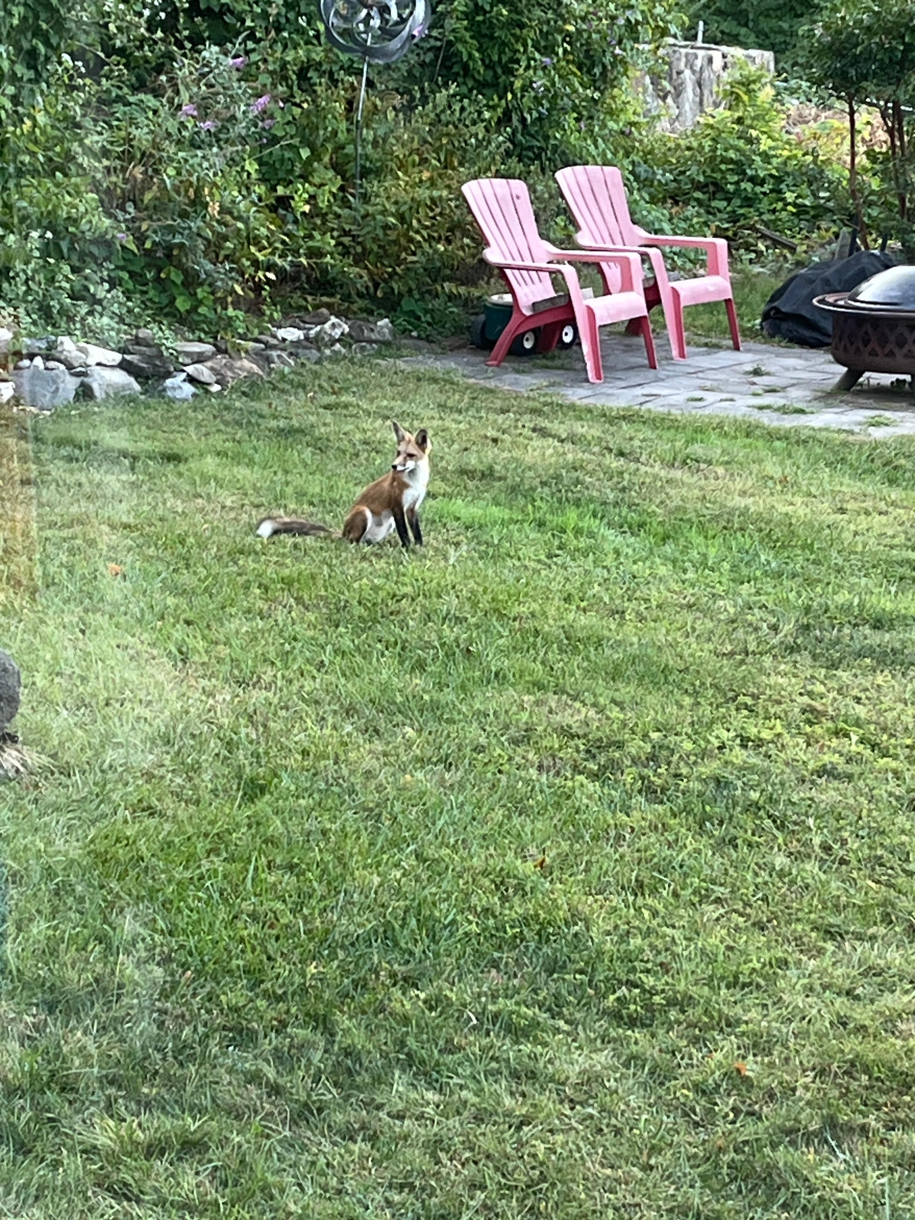 A fox visited on my last morning here. 