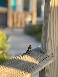 Morning visitor.
