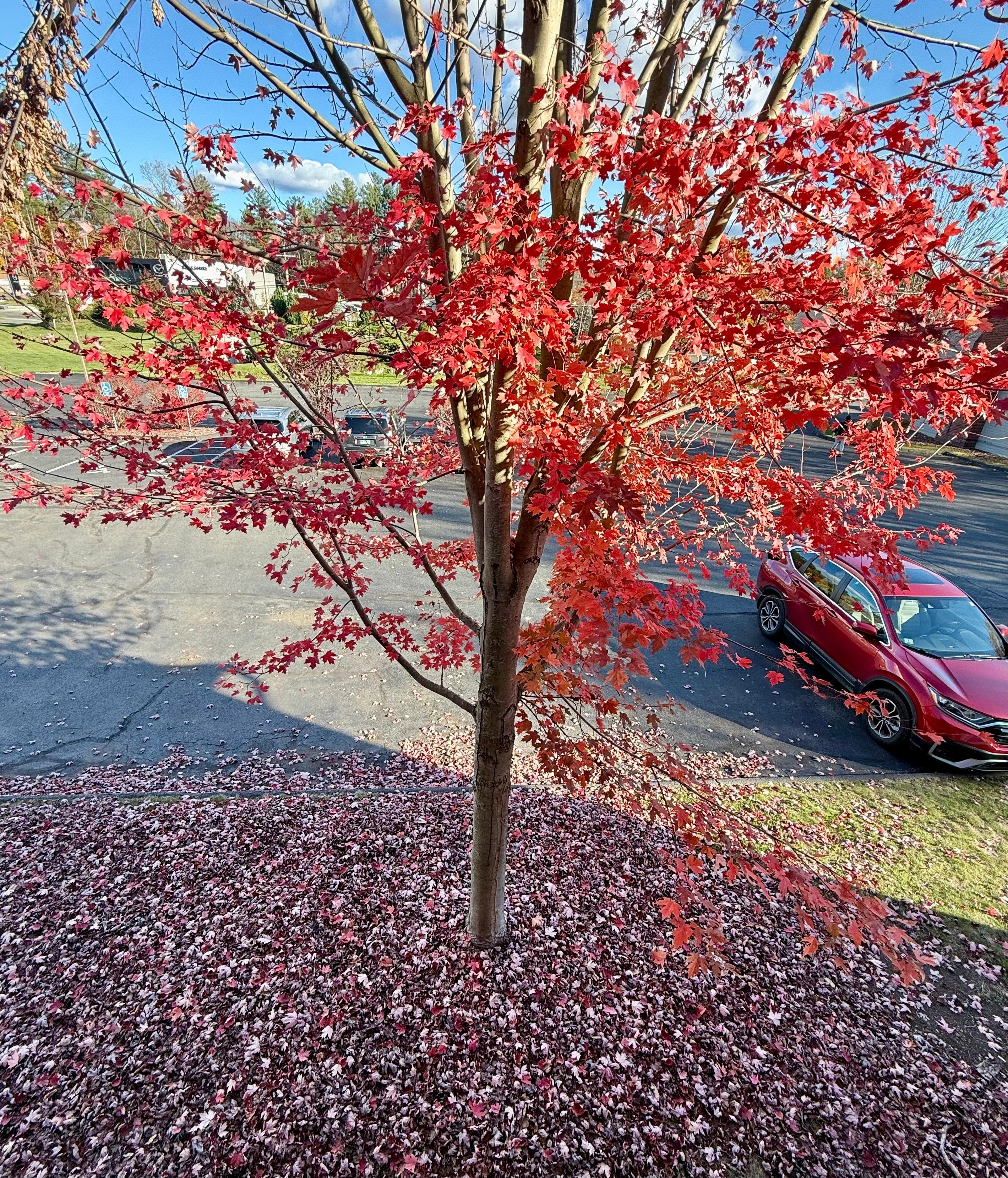 Our front red tree in autumn 🍂 