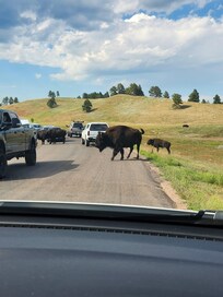Custer drive with Buffalos