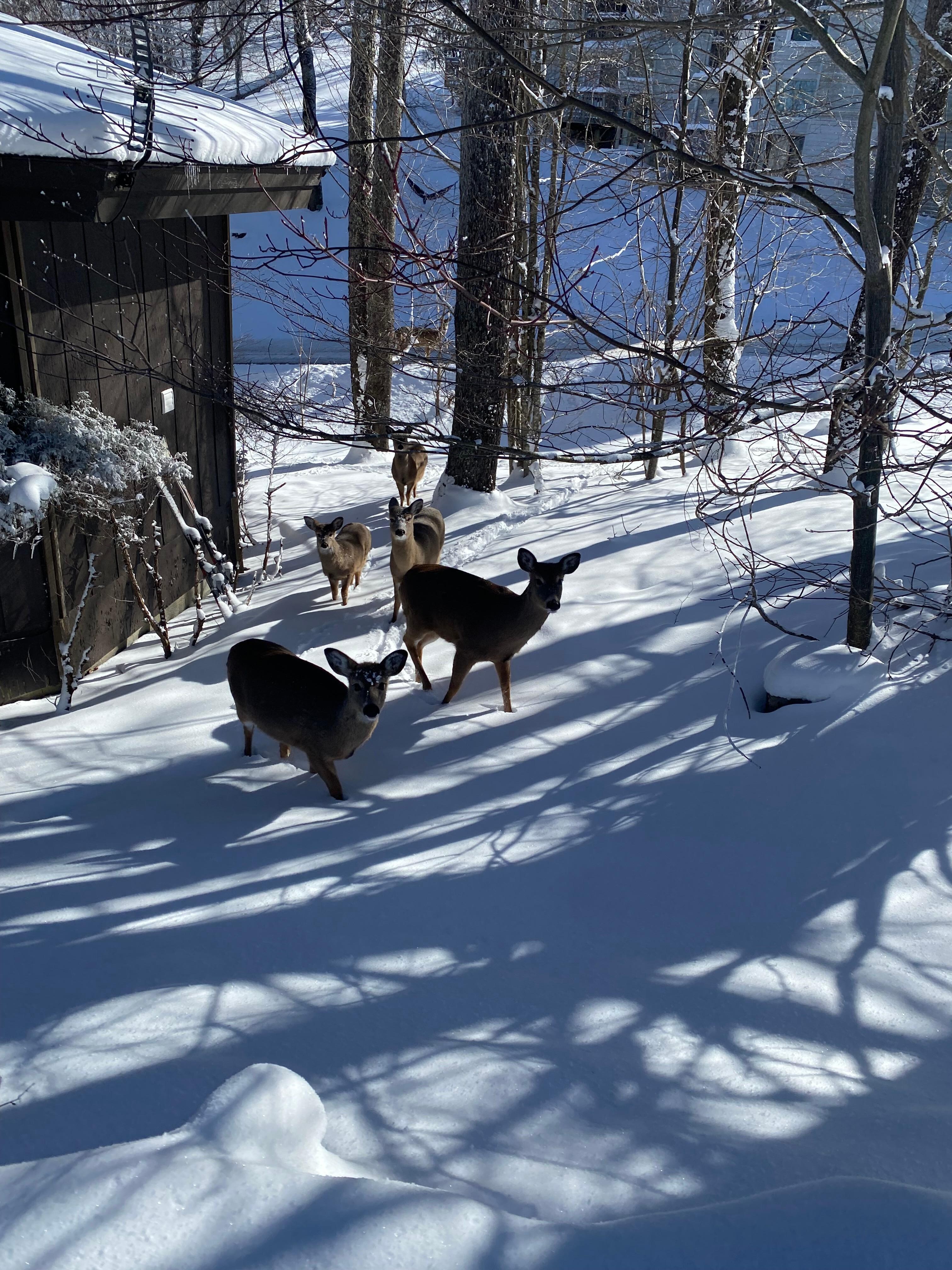 Deer visited daily !! Sometimes joined us on our walk up to the slopes . 