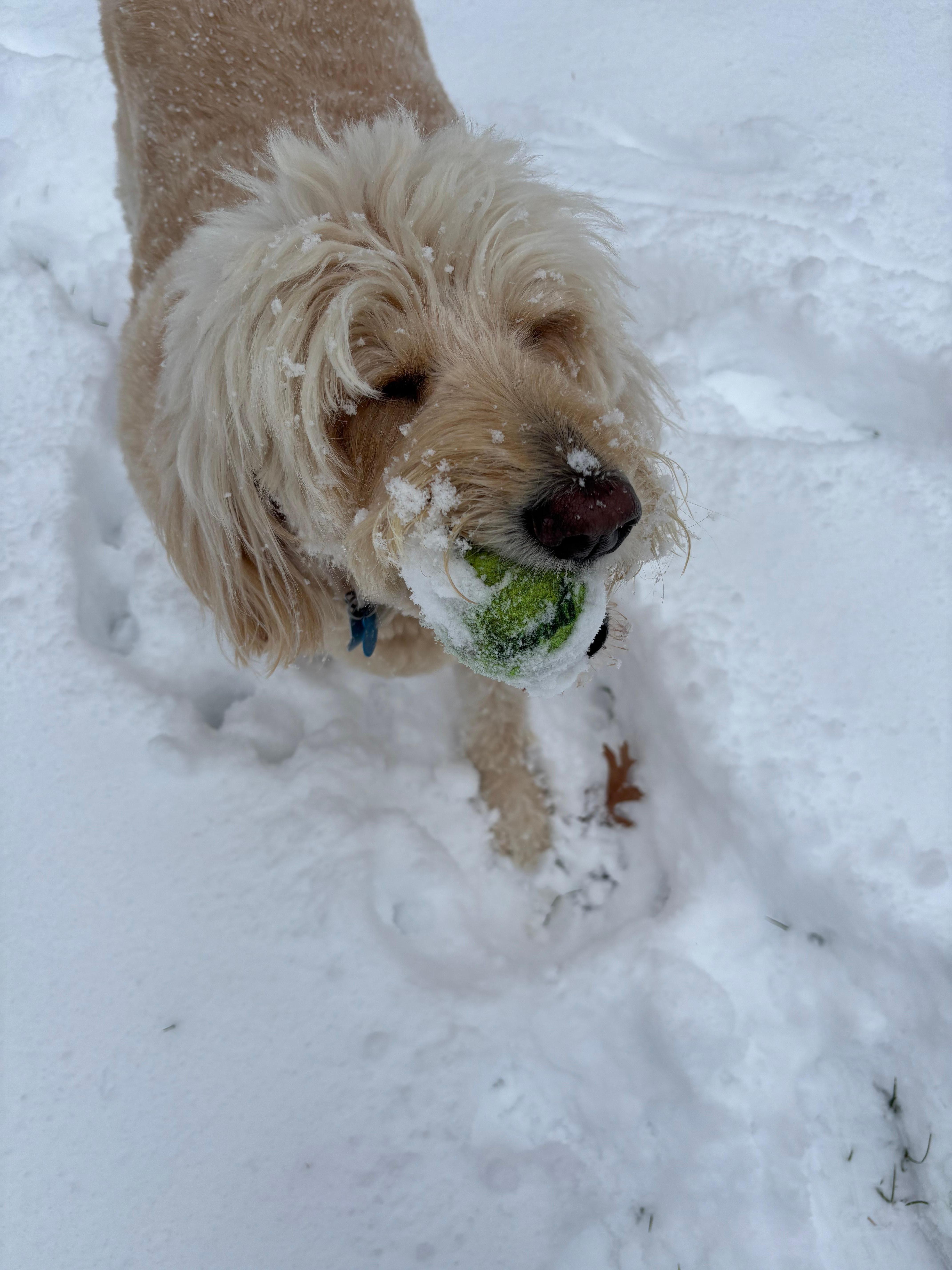 Phoebe loves the snow.