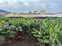 Banana grove behind the pool.
