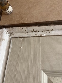 Bathroom door