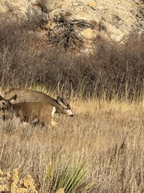 Seeing the deer while driving through Red Rock.