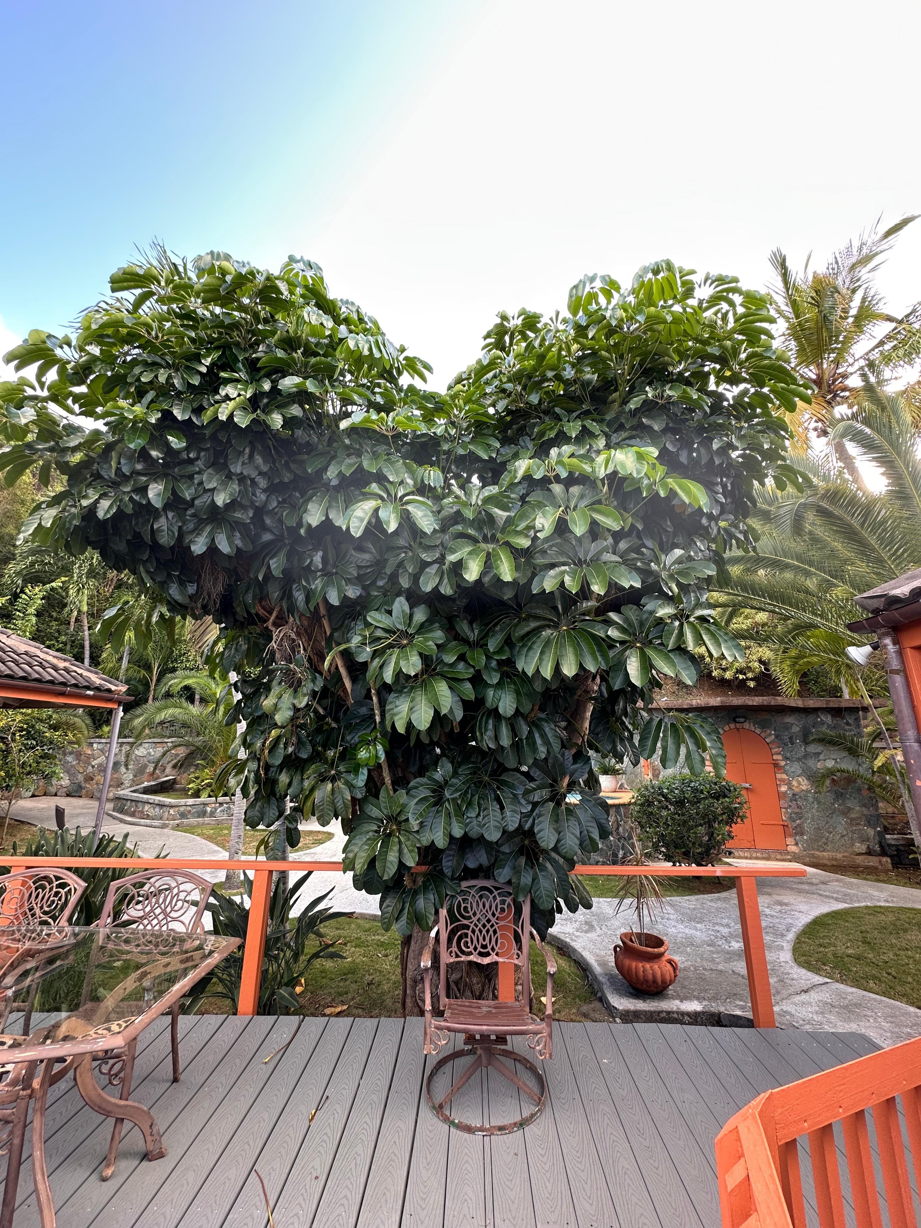 One of my favorite trees on the property. The tree is just near the deck in between the two villas. 