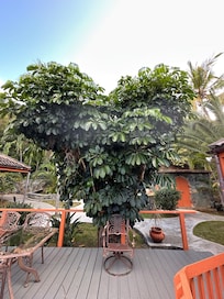 One of my favorite trees on the property. The tree is just near the deck in between the two villas.