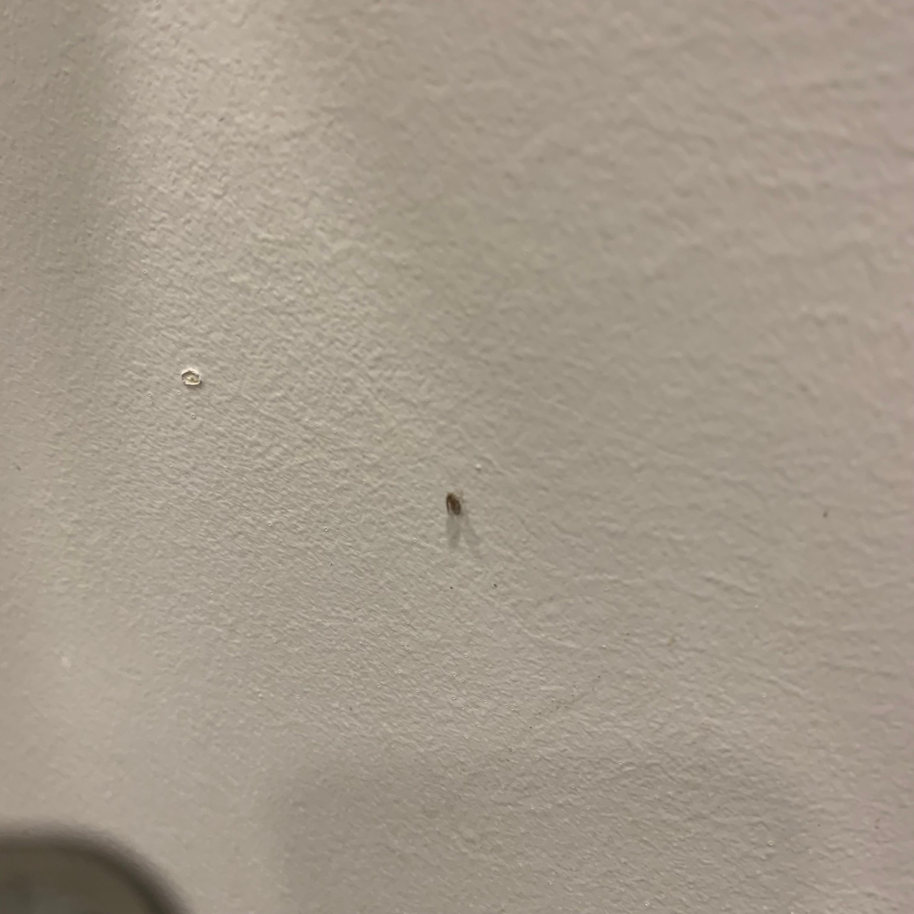 Bibittes d’égouts partout salle de bain et chambre 