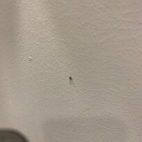 Bibittes d’égouts partout salle de bain et chambre