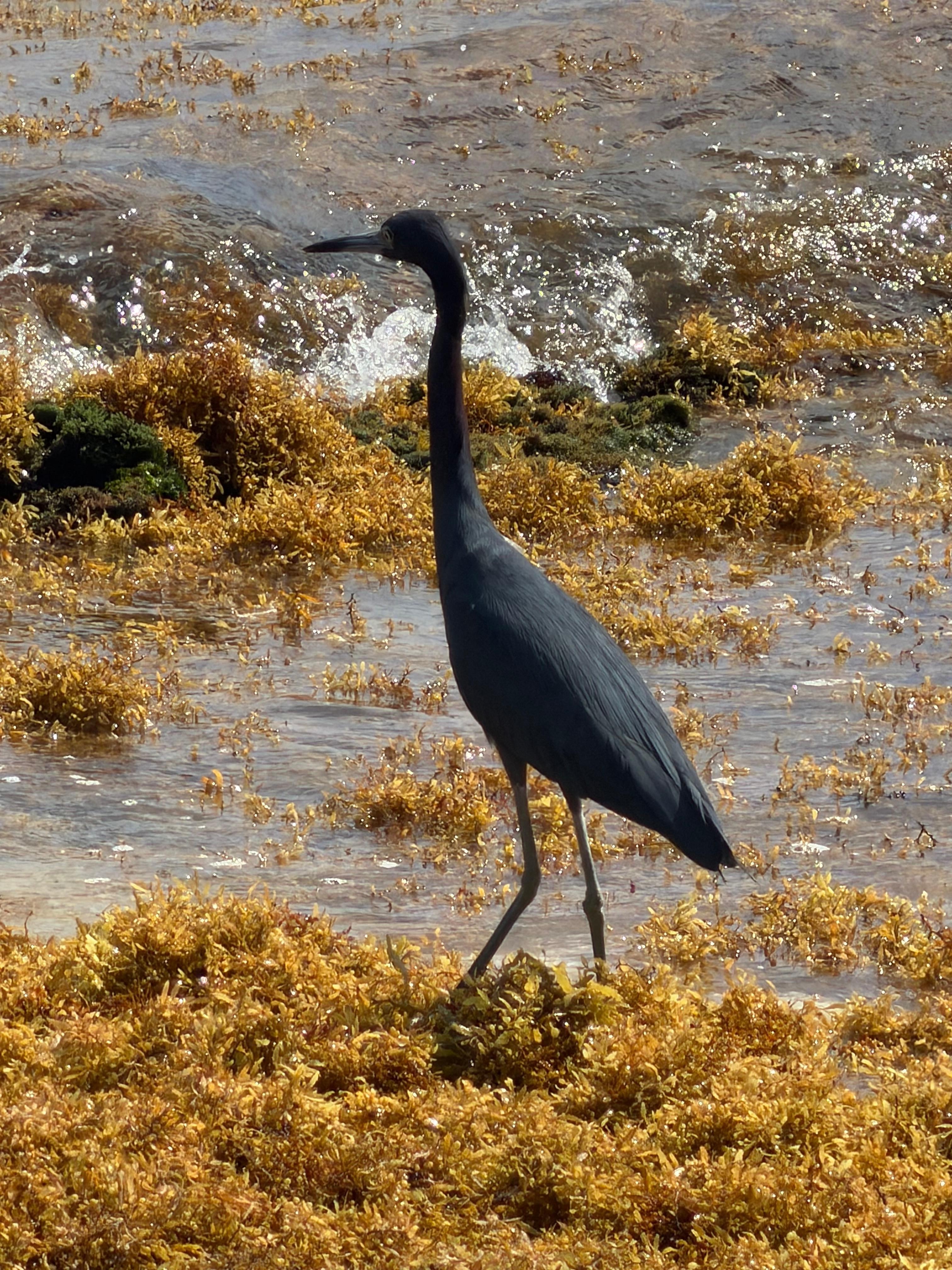 So much wildlife to see and the akumal  trial was a fun exploring adventure 