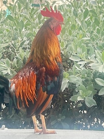 Roosters to everywhere ? we loved them.