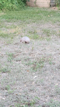 A little visitor, a sweet welcome.