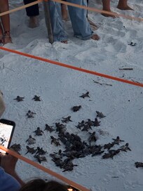 Turtle eggs hatched during our stay on condo beach