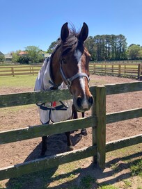 Carl - our favorite horse