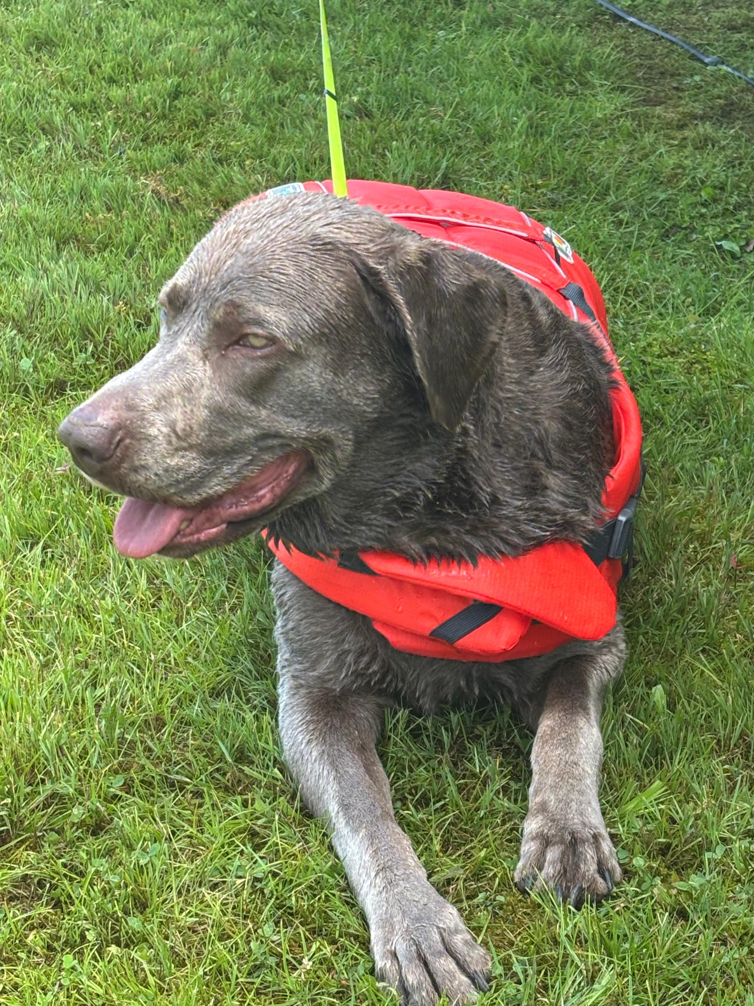 Major enjoying the lake 
