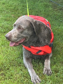 Major enjoying the lake