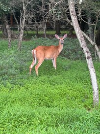 Friendly deer posing for a photo in the neighborhood.