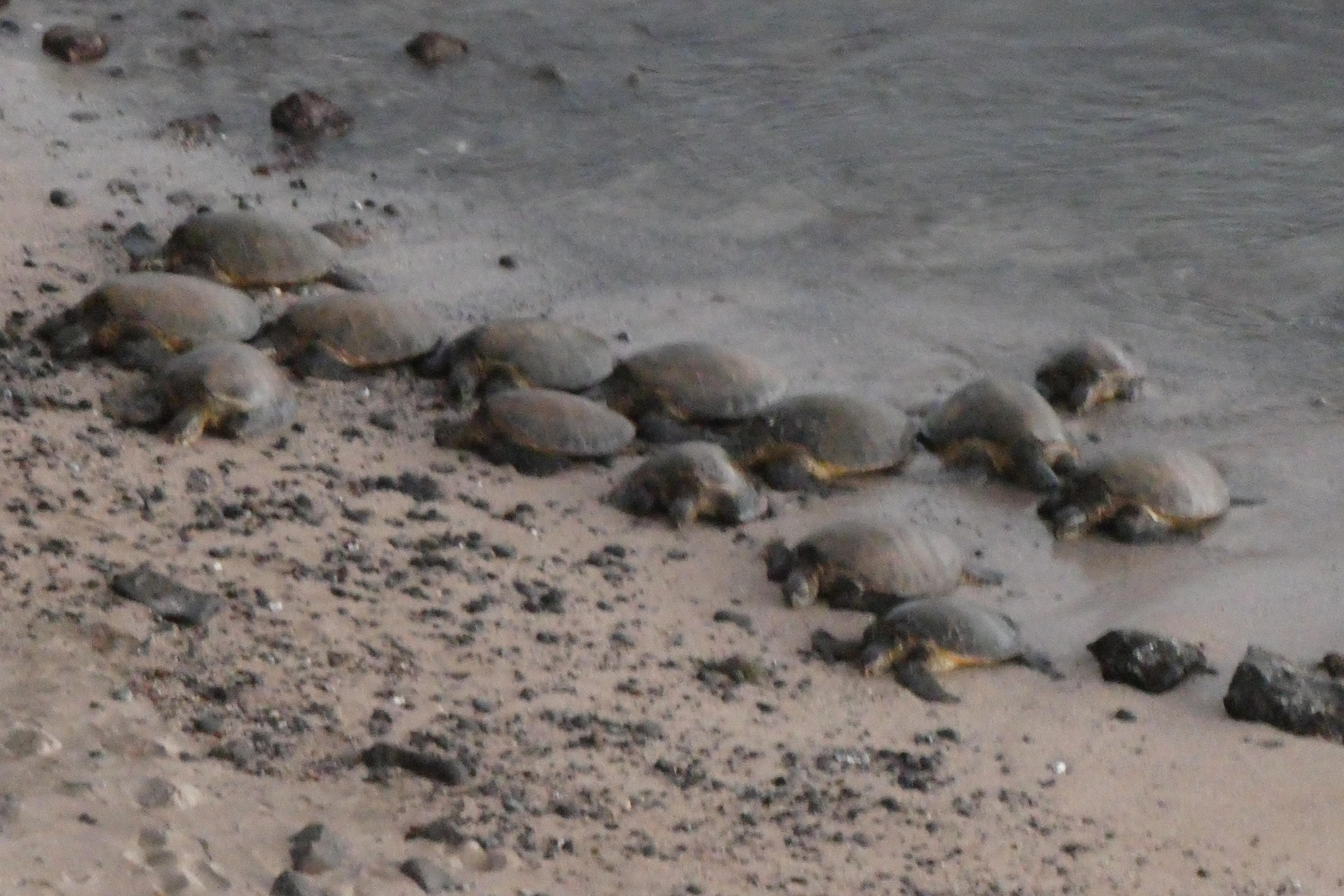 Green Sea Turtles on the beach as seen from the lanai of Unit 611.