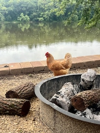 Our daily visitor