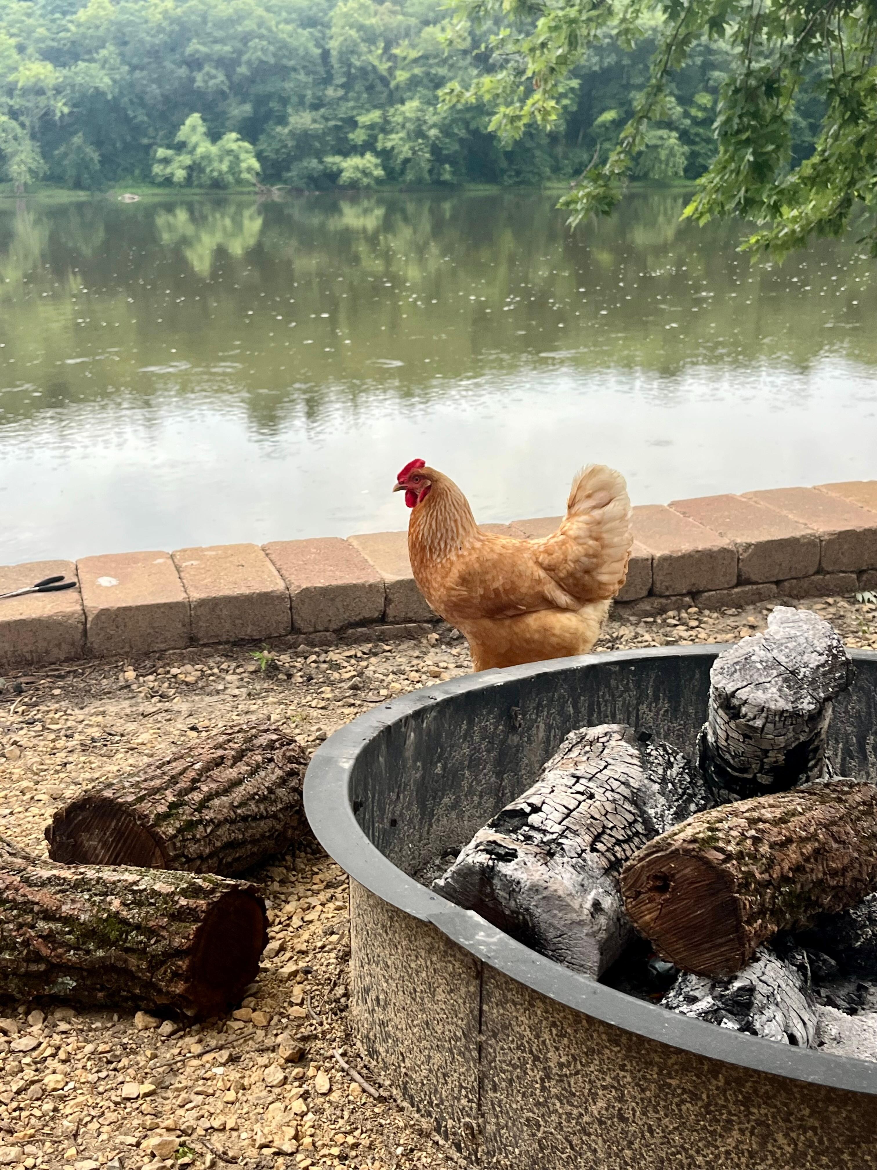 Our daily visitor