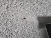 Cockroaches