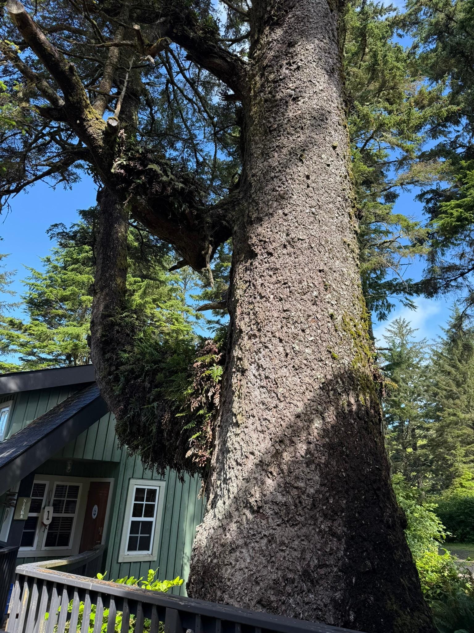 Sitka Sprice tree at Sitka cabin