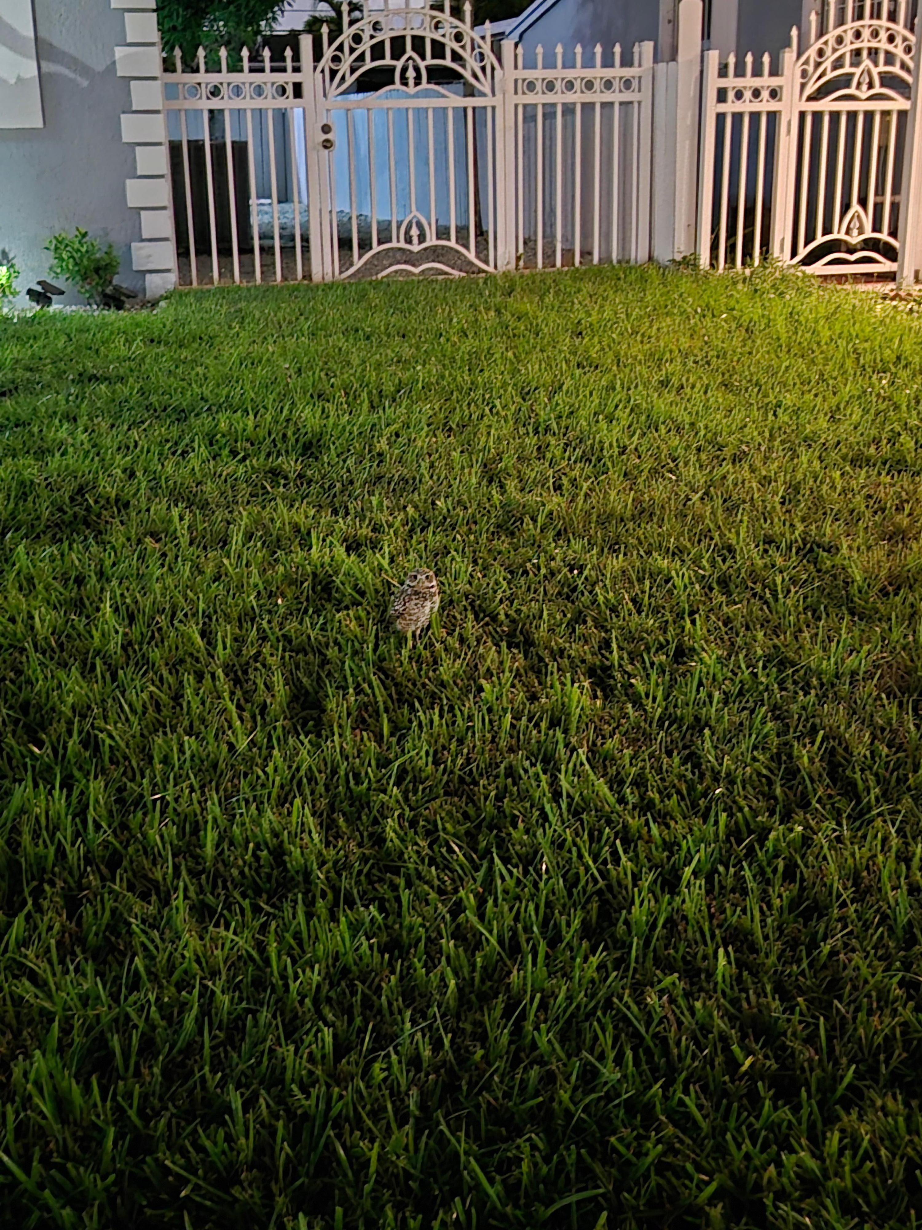 Little Owl in the front yard