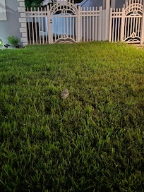 Little Owl in the front yard