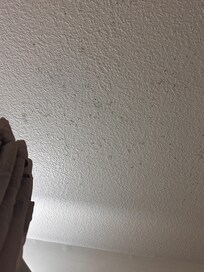 Black mold