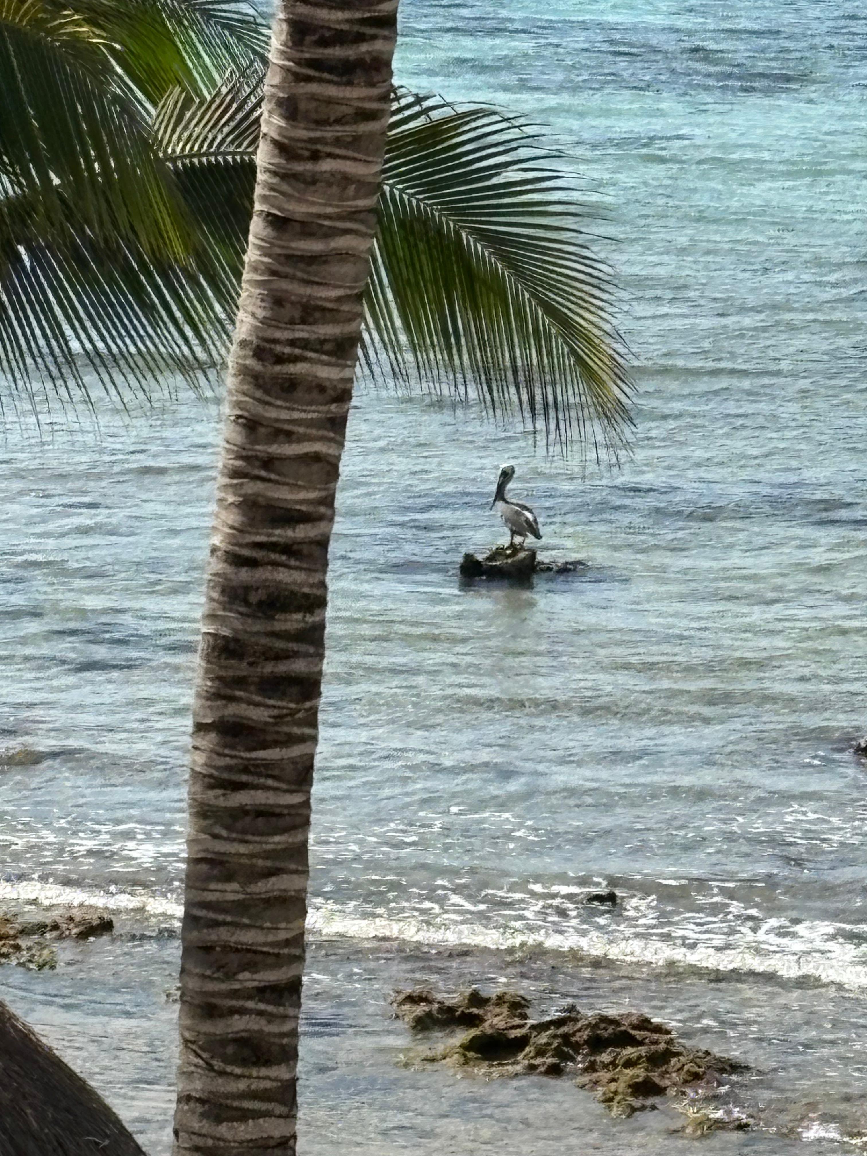 View from the condo patio