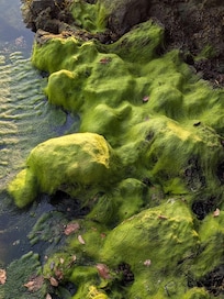 colorful algae not far from the dock. The water was 8 degrees Celsius
