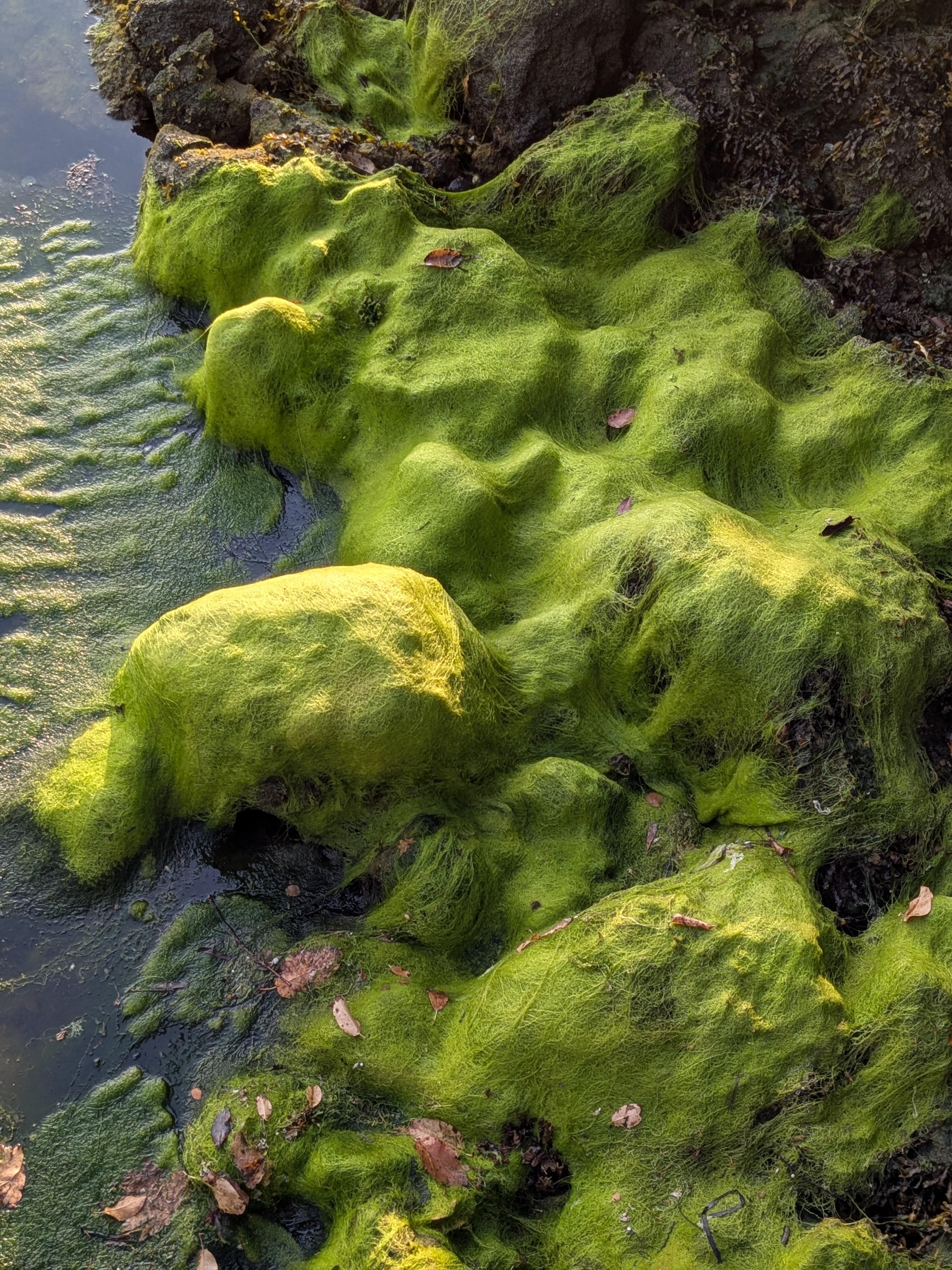 colorful algae not far from the dock. The water was 8 degrees Celsius