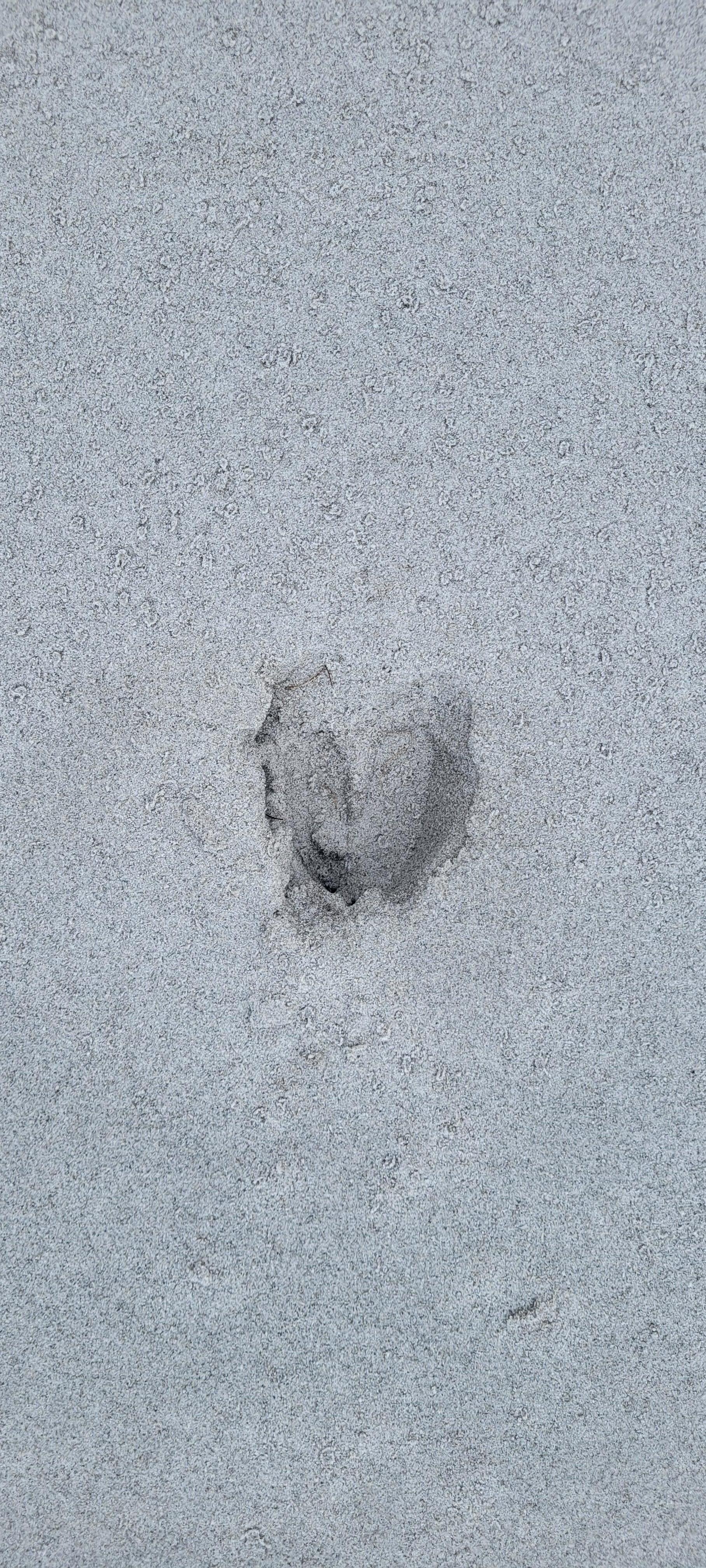 Deer print on the private beach