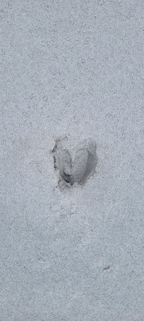 Deer print on the private beach