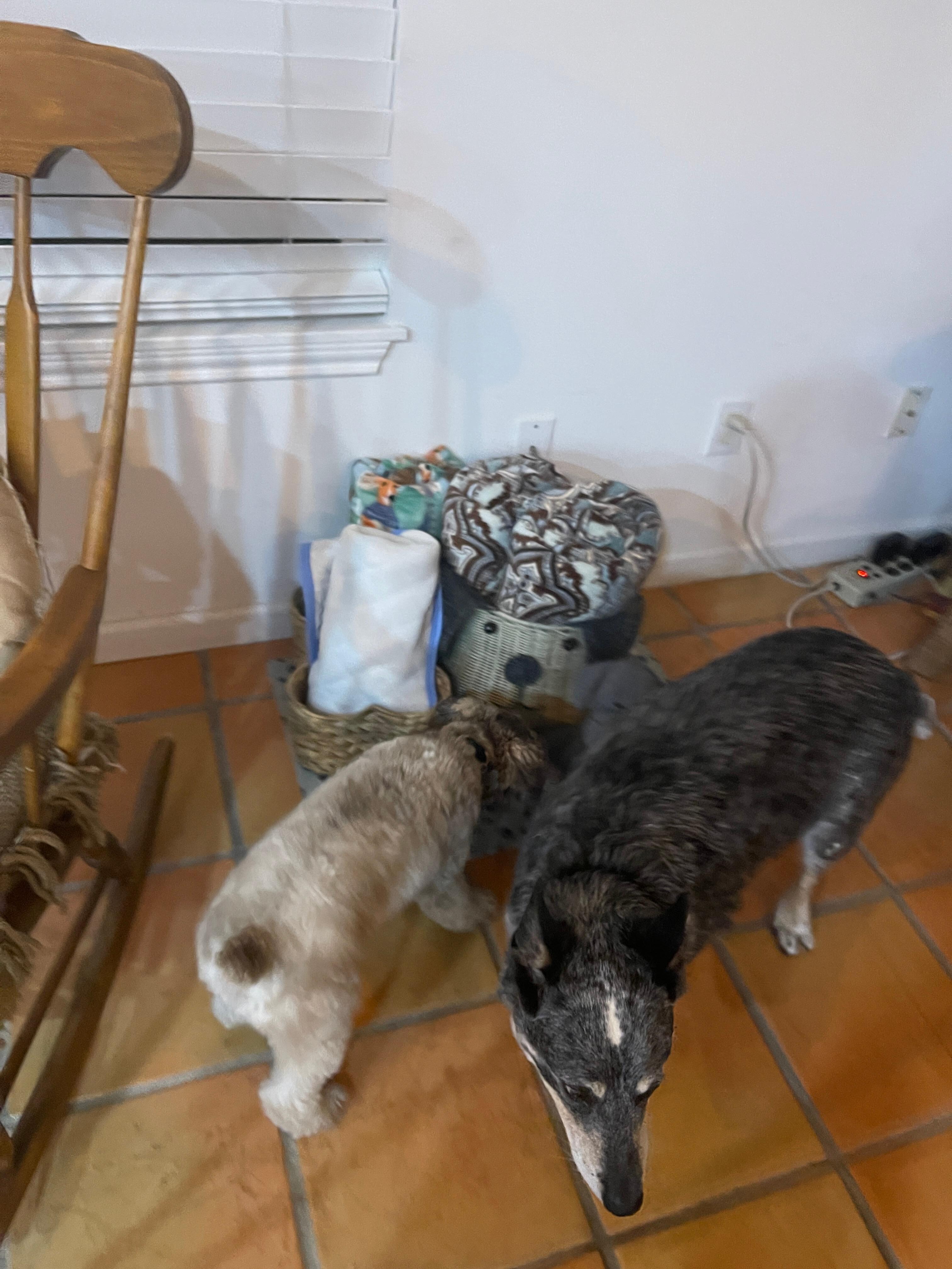 Pspecial area for the pups with bowls and towels!