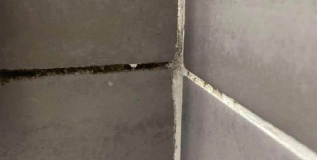 Hazardous and smelly mold in the bathroom