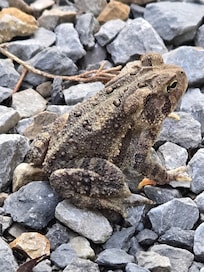 Small friend