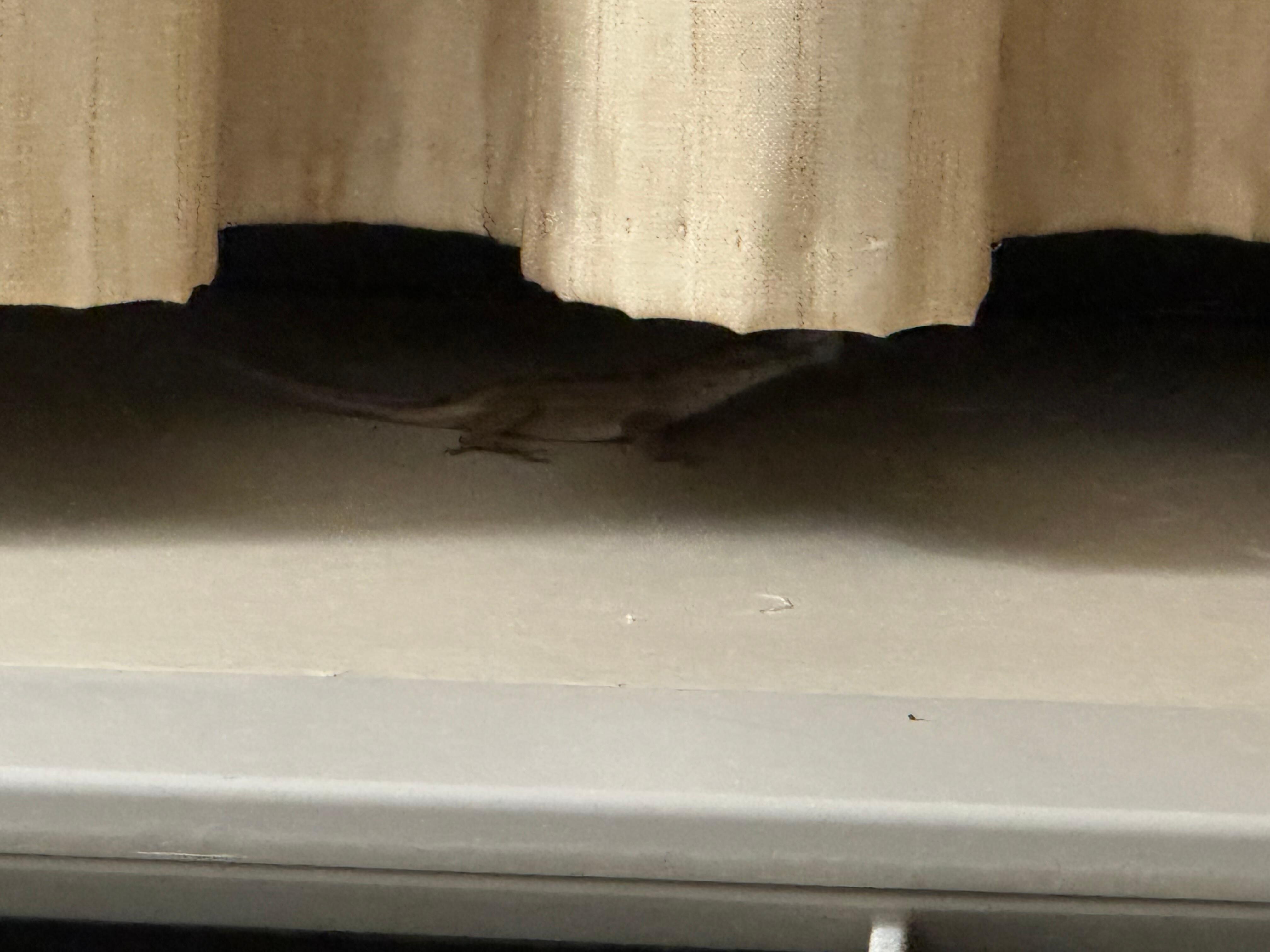 This was the lizard that stayed with us. I should’ve asked him to pay the $30/day parking fee! 