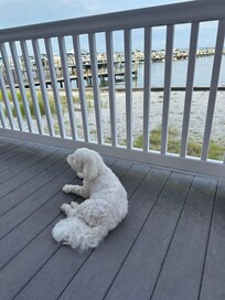 My dog happily relaxing on the balcony
