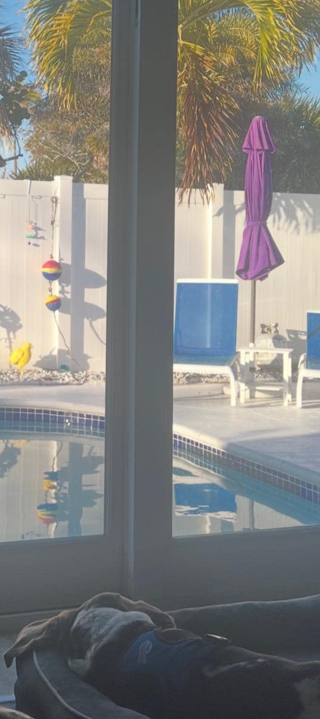 Fur baby loved the view from his bed.