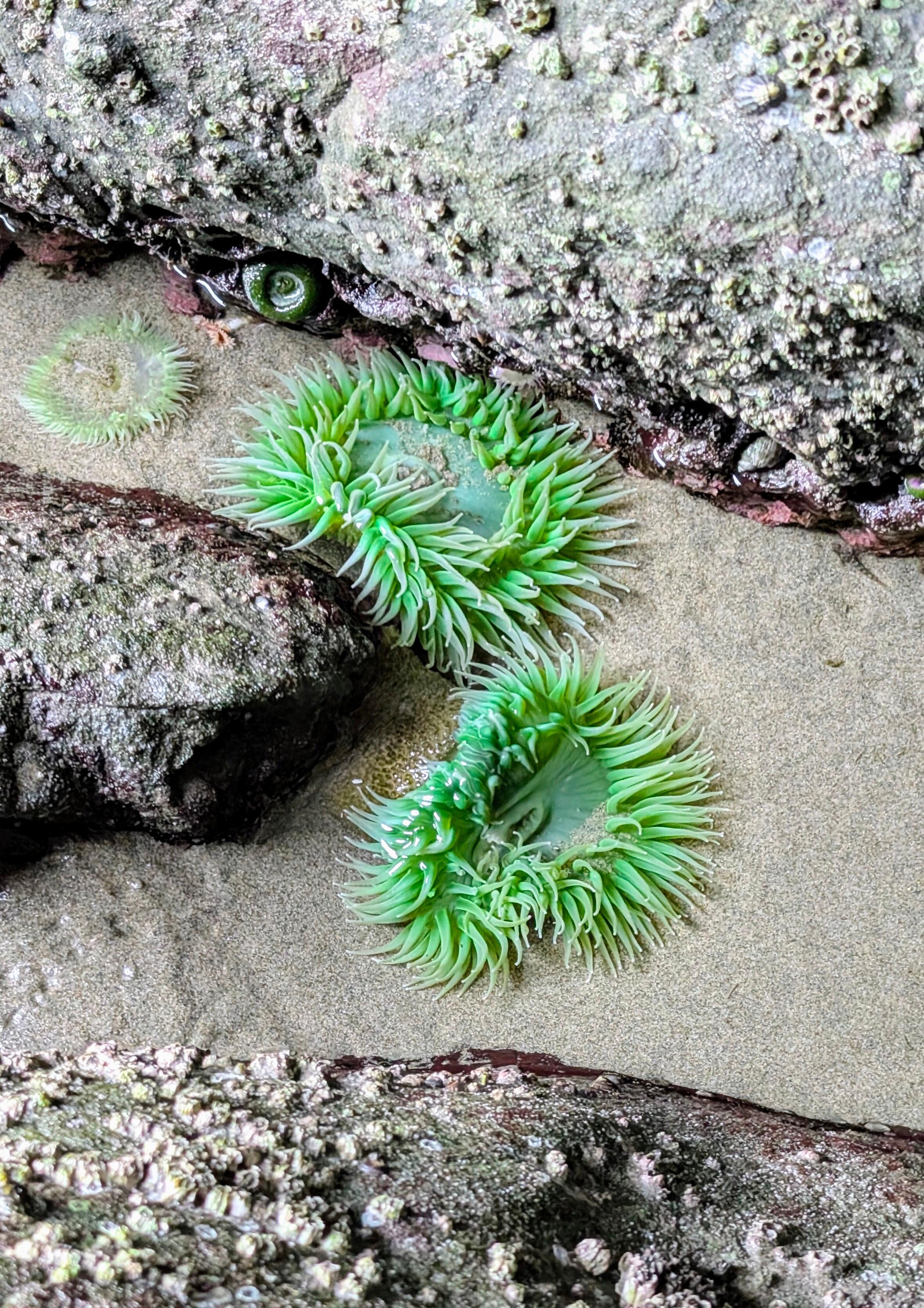 Tide pools