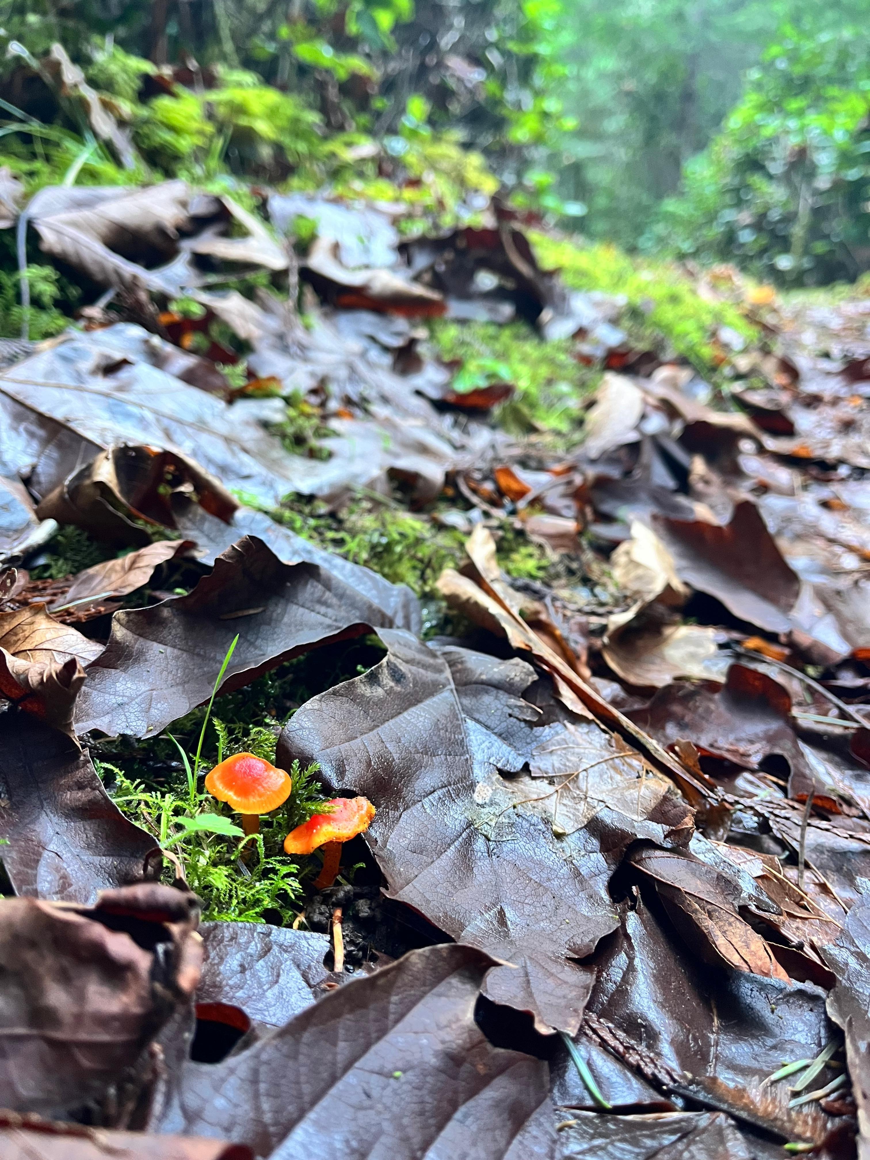 Some fun guys I found on my walk!