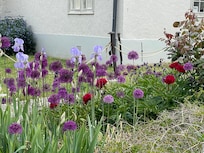 Garden flowers