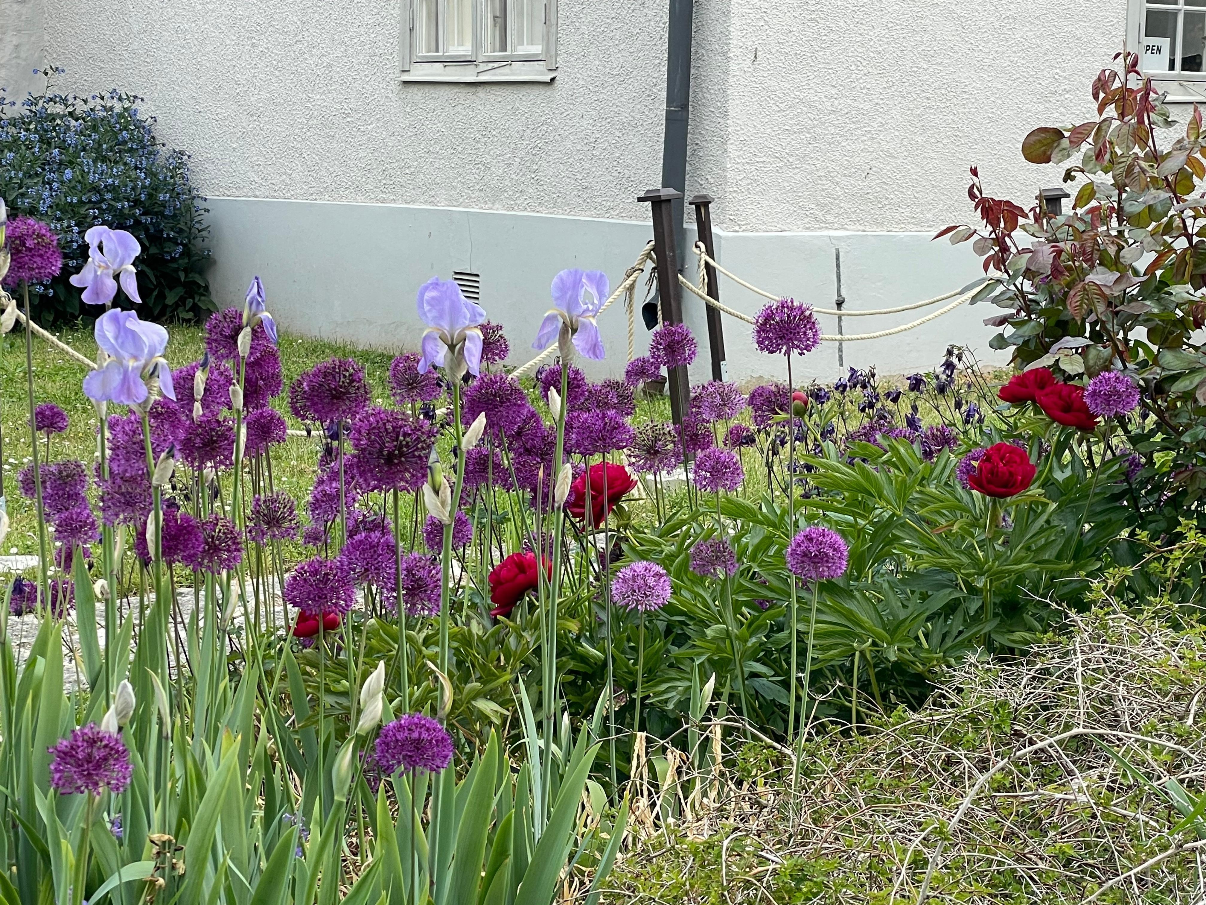 Garden flowers