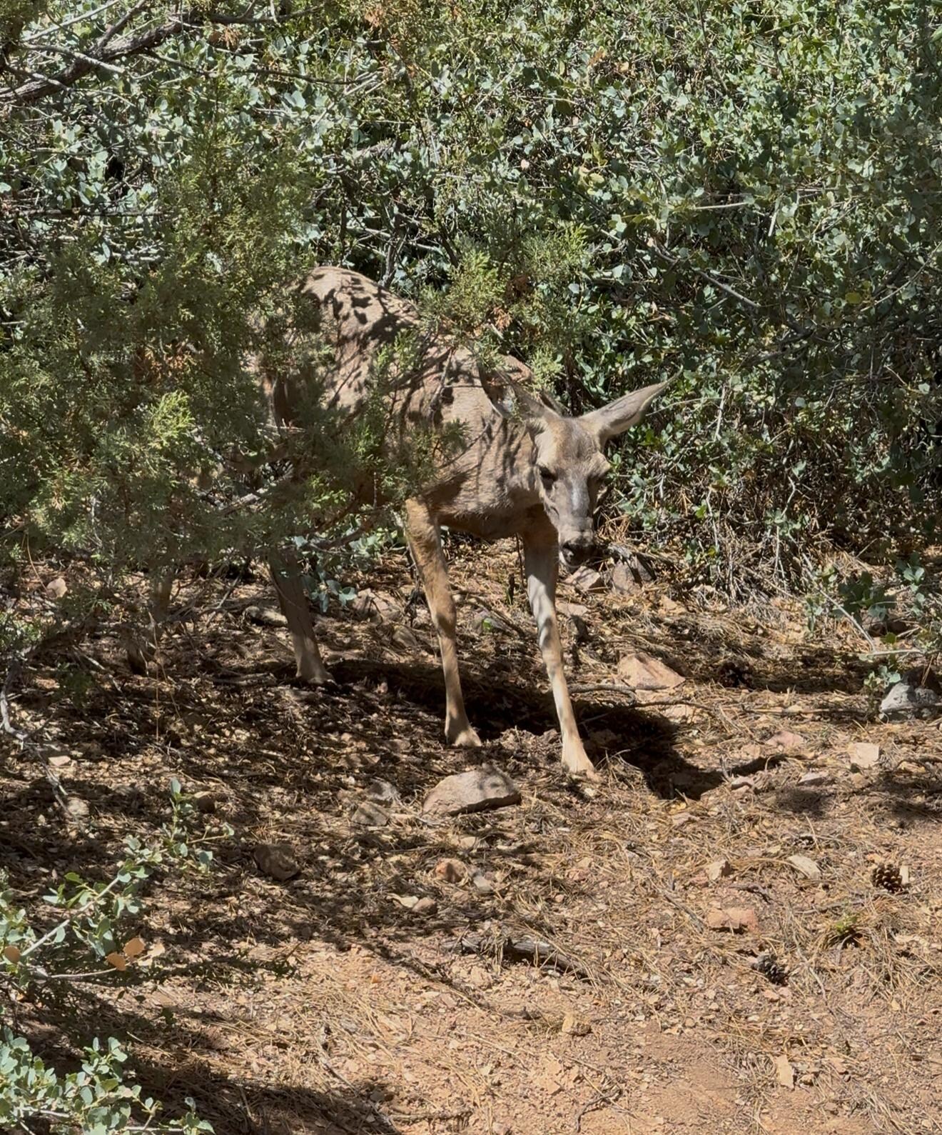 Hello 🦌