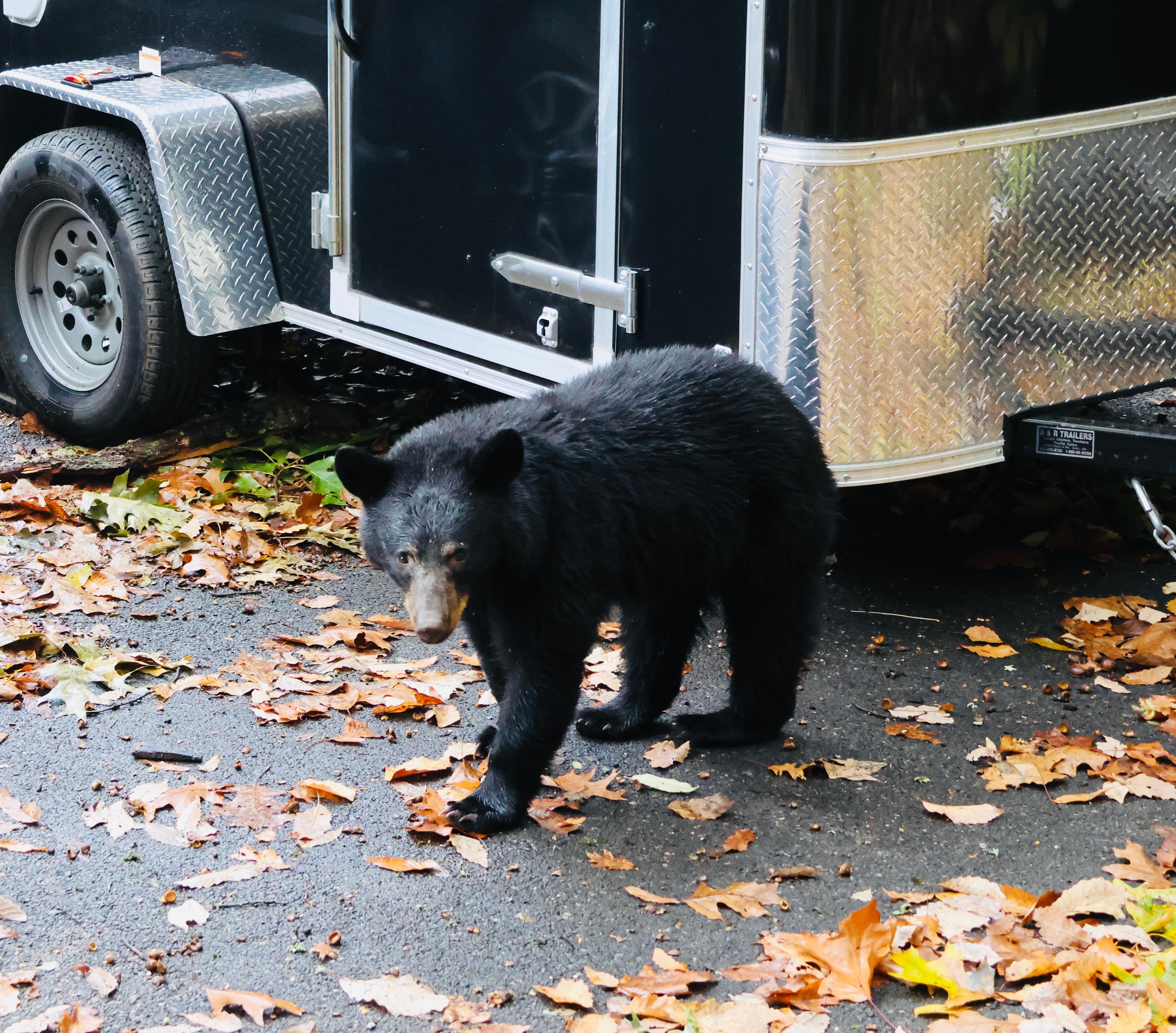 Friendly visit from a local Bear in front of Cabin