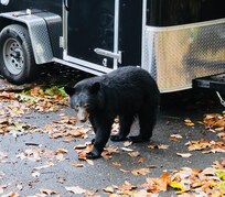 Friendly visit from a local Bear in front of Cabin